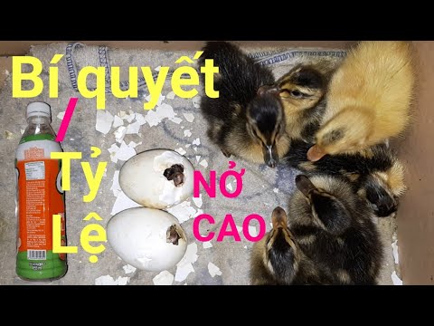 Video Ấp trứng vịt Bảy ngày nở,với một chai nhựa và bóng đèn... - youtube