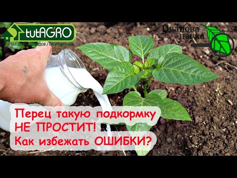 ДОСАДНАЯ ОШИБКА ПОДКОРМКИ