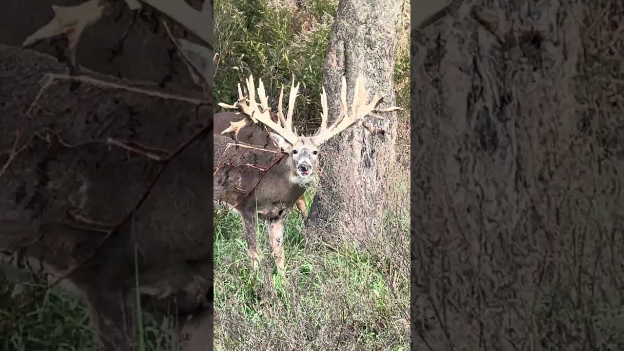 Big boy !! #deer #deerhunting #hunting