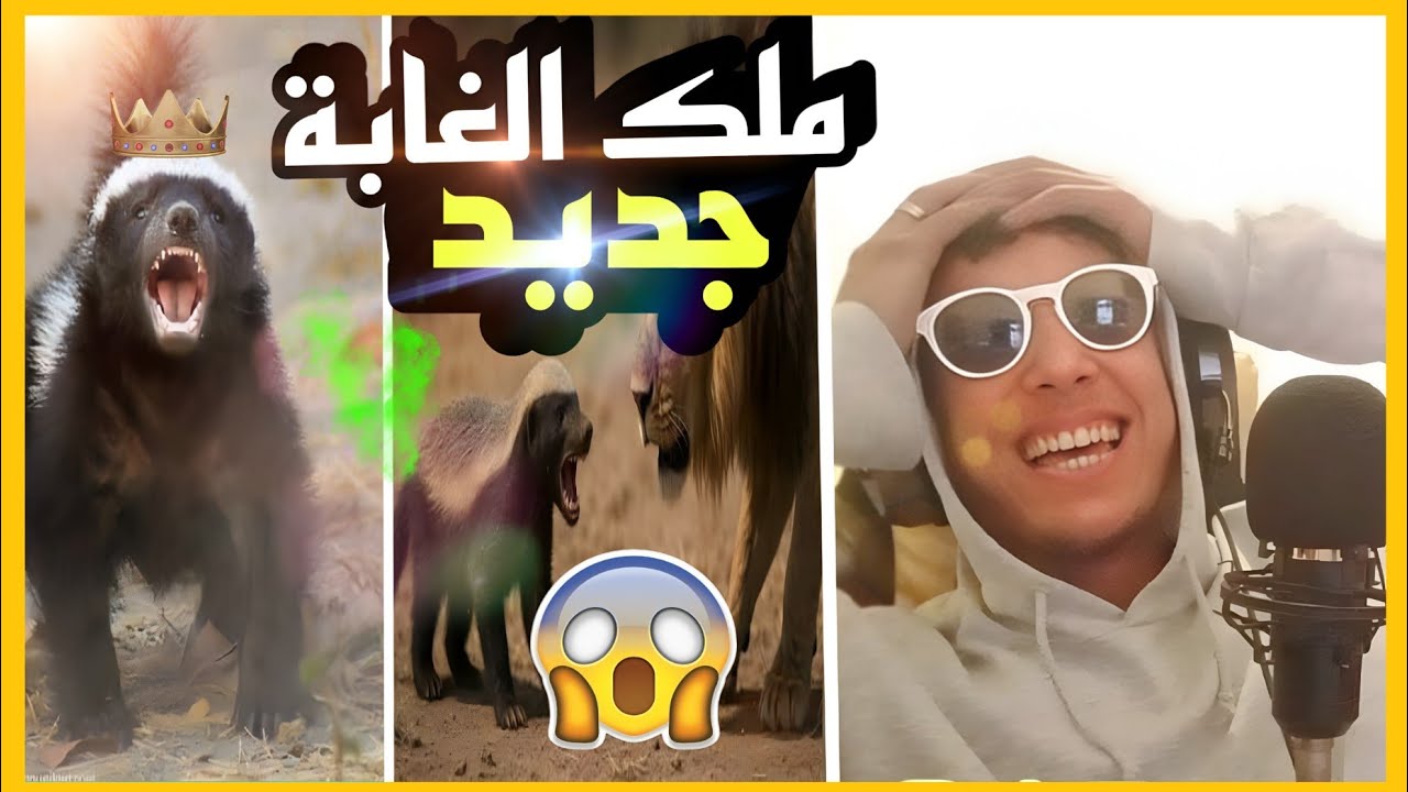 عسيلة (غرير العسل) 😂حيوان مكيعرفش الخوف | طرولات مغربية🇲🇦