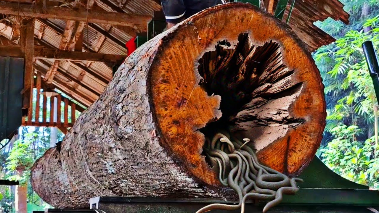The mystery of the giant redwood log that was dangerous at the sawmill ...
