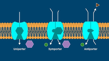 Transport by Carrier Proteins