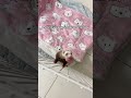 Funny cute ferret#animals #ferret #cuteanimals #ferretsoftiktok #funnyvideo