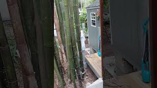 step by step switch on eBay $600. From Florida Estate, search on eBay step by step switch