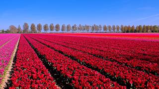 Tulips in the Noordoostpolder | Spring 2026 screenshot 2