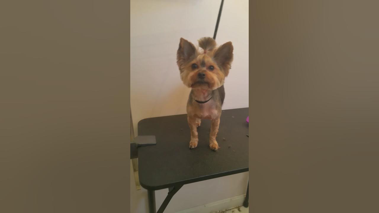 A Yorkie Shave Down For Spring And Summer Part 3 YouTube