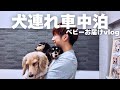【犬連れ車中泊】ご家族が決まった子犬達を連れ、4頭と共に車中泊をしながら横浜へ向かう