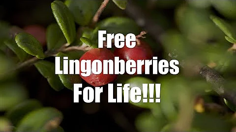 Planting Lingonberries (aka Partridgeberries...  i...