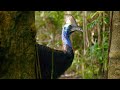Filming The World's Deadliest Bird | Wild Stories | BBC Earth
