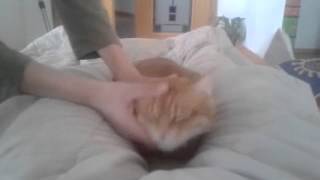 My Harlem Shake
