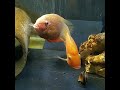 одновременно в одной банке нерестятся красноточечный северумы и никарагуанская цихлазома