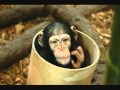 Miniature de la vidéo de la chanson Monkey Brain Sushi