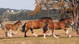 Das Shire Horse Jungpferde-Projekt: Vom Jährling bis zum Reitpferd (1): Unser erstes Training