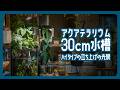 【アクアテラリウム】メダカの30cm水槽ハイタイプのメンテナンスと立ち上げの光景