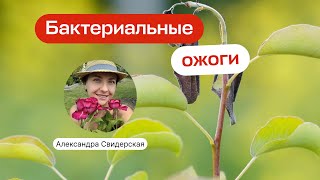 Бактериальные ожоги: как предотвращать и лечить