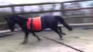 Bucking horse