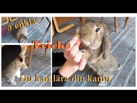 3 enkla tricks du kan lära din kanin