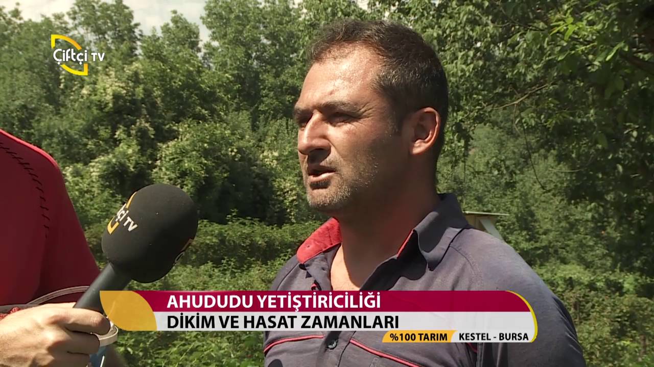 %Yüz Tarım-Ahududu Yetiştiriciliği