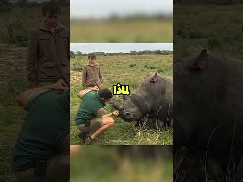 لماذا ي عد قطع قرن وحيد القرن أمر ا غير قانوني