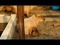 仔カピバラ 色々間違えてる (Baby capybaras mistake completely)