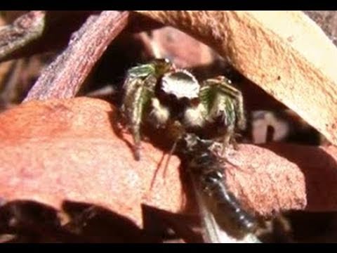 Lightning-Fast Jumping Spiders Hunting Termites 720pHD Documentary