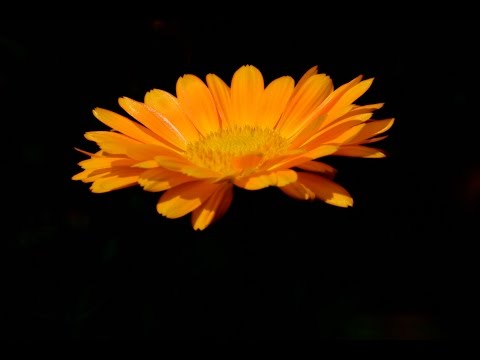 Video: Ringelblume In Der Volksmedizin Und In Der Gartenlandschaft