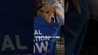 End the War on Dogs