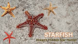 Starfish | Why Starfish Are Amazing | Starfish Secrets You Never Knew #facts #seaanimals #seafood