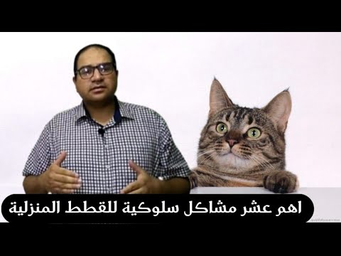فيديو: مشاكل سلوك الأطفال عند القطط