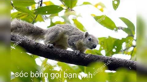 sóc bông gọi bày tiếng sóc bông