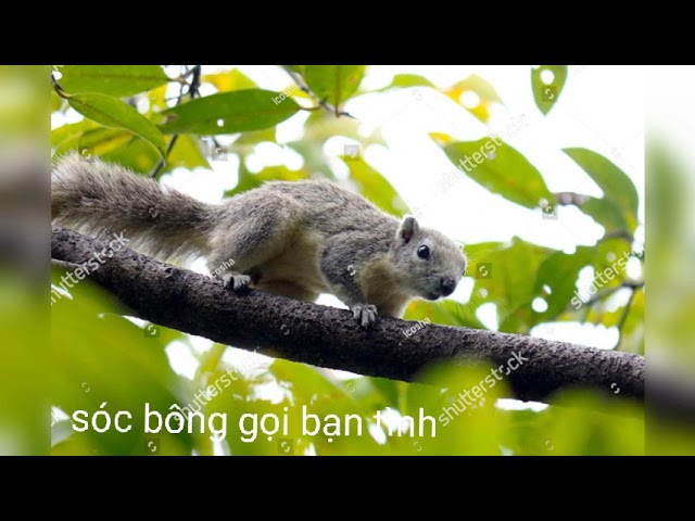 sóc bông gọi bày tiếng sóc bông class=