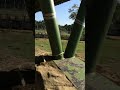 Colombian Hippos, Hacienda Napoles.