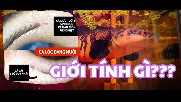 PHÂN BIỆT CÁ LÓC VẨY RỒNG ĐANG NUÔI LÀ TRỐNG HAY MÁI???