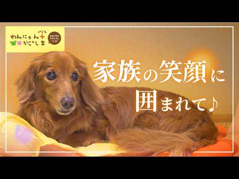 【わんにゃんプラスかごしま】「家族の笑顔に囲まれて♪」
