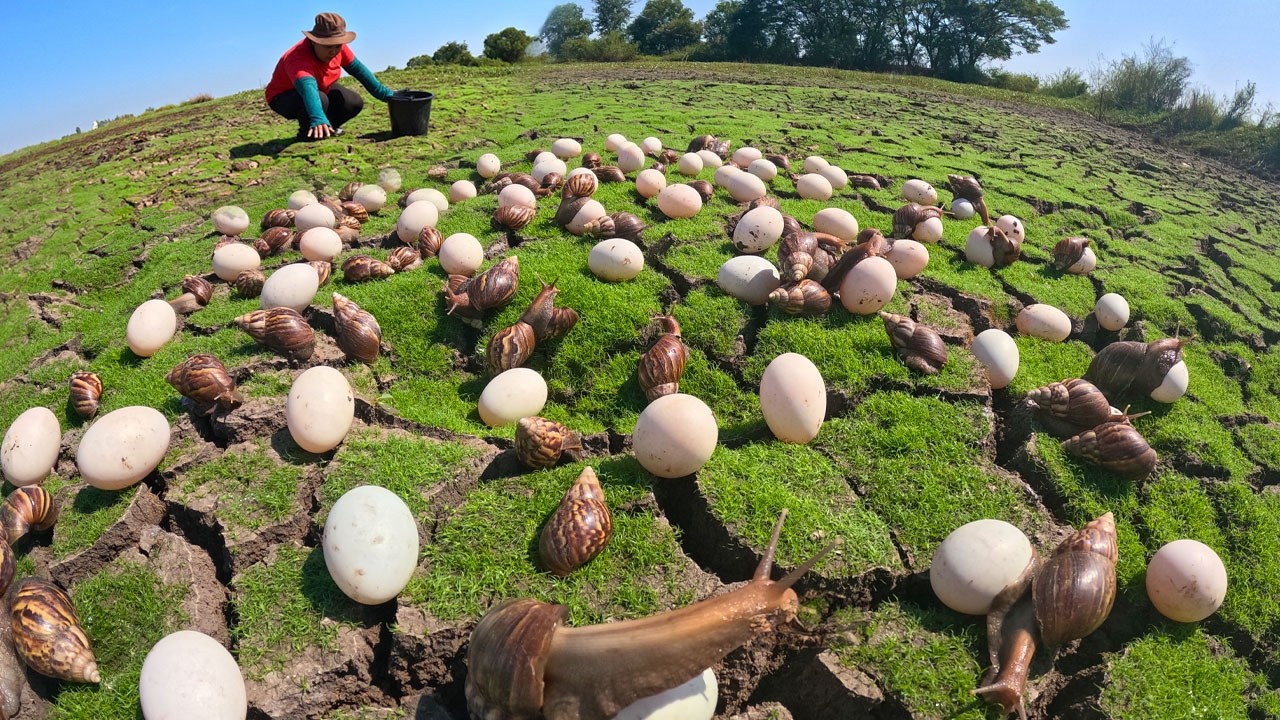 Collecting Giant Snail Eggs in the Morning Sun | Countryside Living