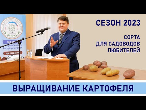 Видео: Сорта картофеля: узнайте о раннем, среднем и позднем картофеле