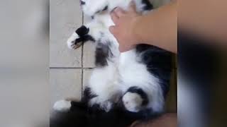 Cat Cant Get Enough Tickle