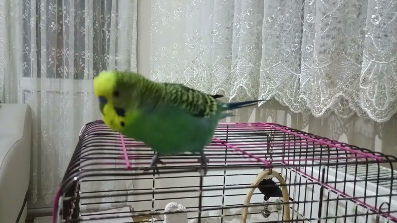 Muhabbet Kuşunuz "Fıstık" Diyince Dans Etmeye Başlasın! 🎶 Hergün Dinlet Hem konuşsun Hem Dans etsin