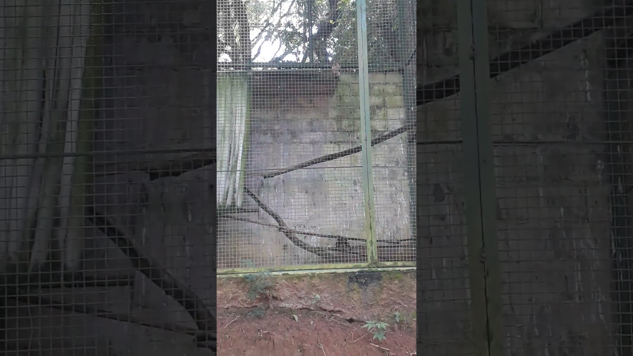 Rufous-Thighed Kite - Piracicaba Municipal Zoo - Paraíso da Criança. (Mar/2023)