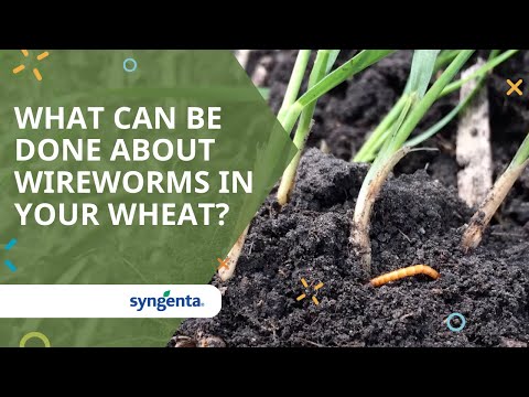 Video: Wireworm Damage - Information on the Control Of Wireworms