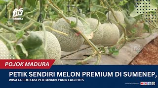 Pick Your Own Premium Melons in Sumenep, a Trending Agricultural Educational Tour