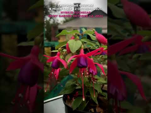 Vidéo: Bols Multicolores Fuchsia