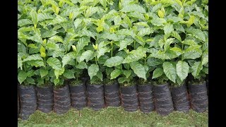 Produção De Mudas De Café