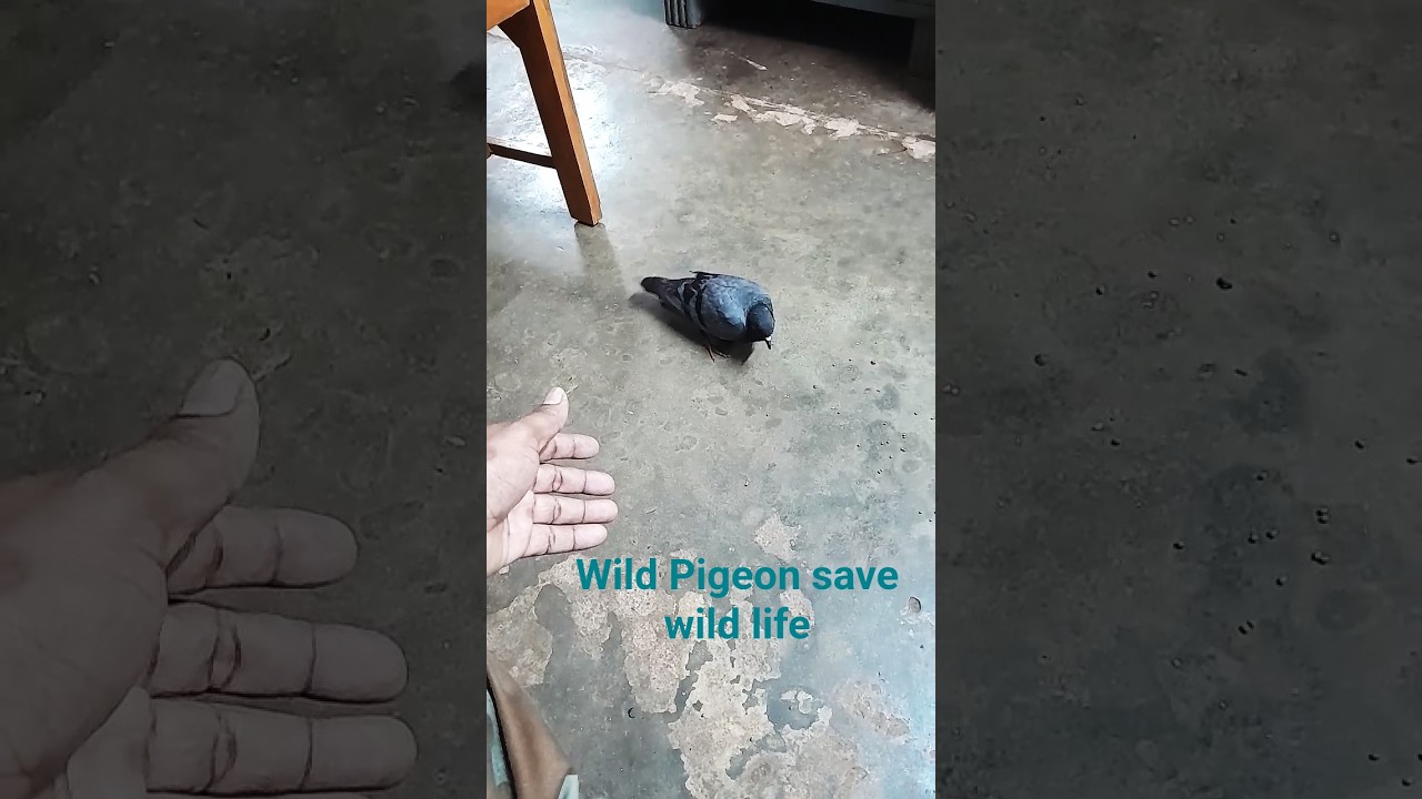 pigeon eating grains 