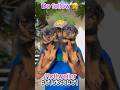 🥰Heavy size Rottweiler🐶puppys❤️available💥don't miss💥#shoart #shortvideo #yt #ytshorts #rottweiler