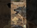 How Wolves Talk Without Sound | Pheromones & Chemistry 🧪🐺 #shorts