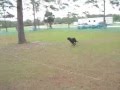 Swift paws lure coursing  dogs of all sizes