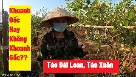 Khoanh Gốc Hay Không Khoanh Gốc Táo Đài Loan, Táo Xuân Để Bắt Quả I Nui Doi Luc Ngan 98