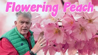 Different Coloured Flowers on The Flowering Peach Make it a Botanical Wonder