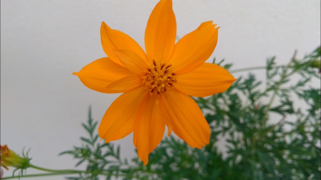 Cosmos como plantar e cuidar. YouTube